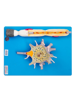 NEURON MODEL 